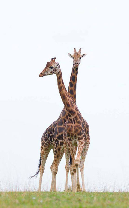 photography student wildlife giraffe 
