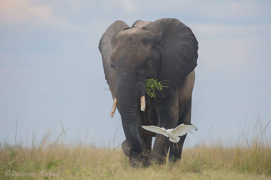 photography student wildlife elephant