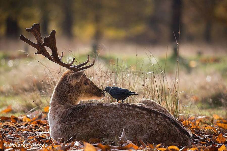 photography student deer wildlife