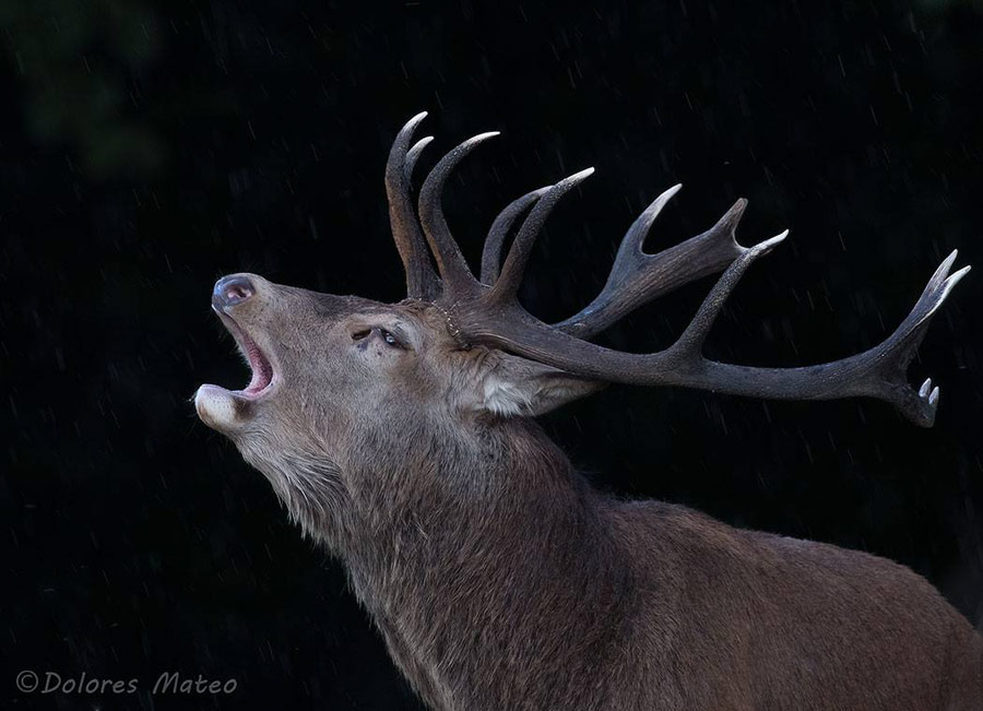 photography student wildlife deer