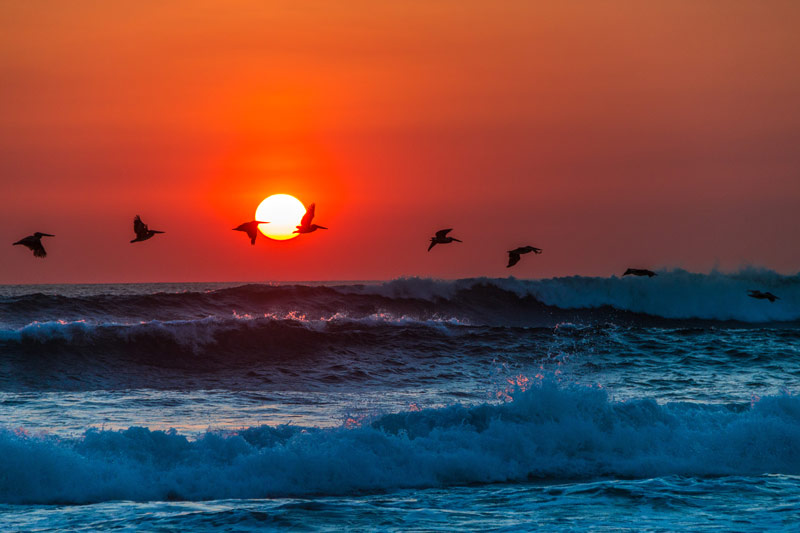 student image seascape birds sunset