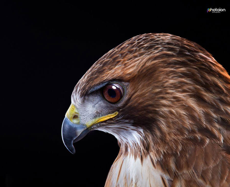 birds of prey photography