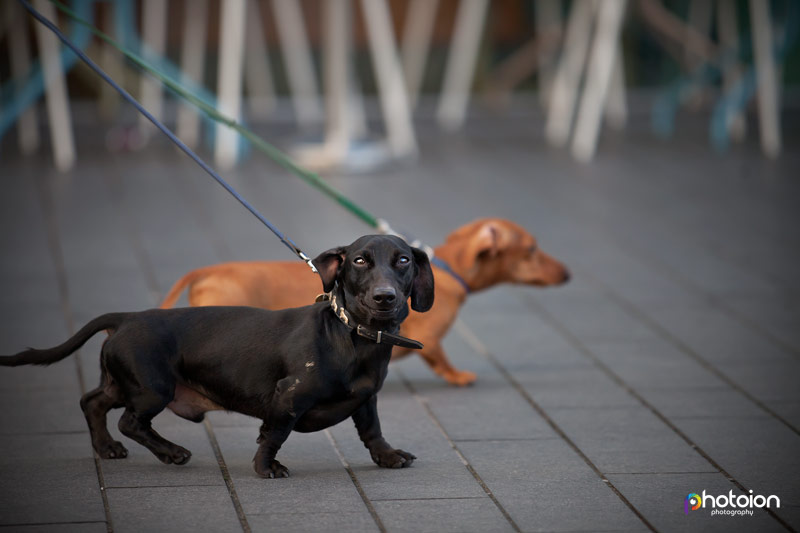 dogs walking along the Southbank