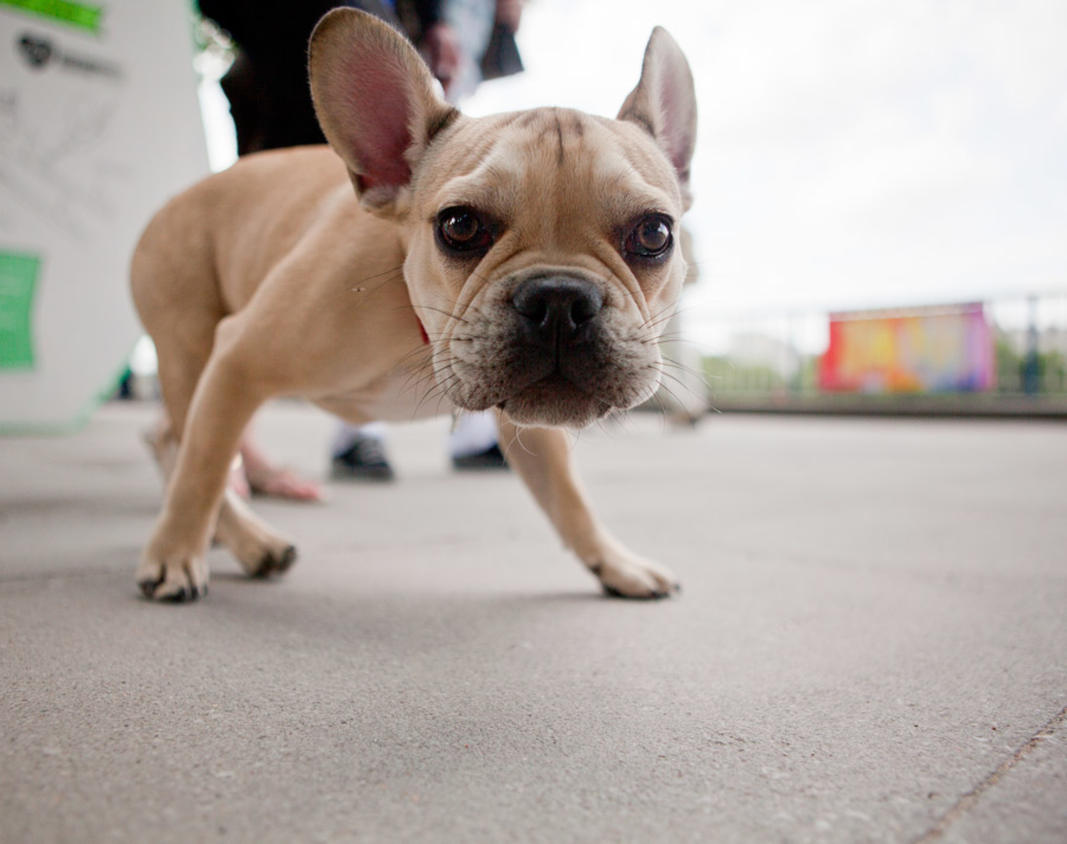 dog looking into