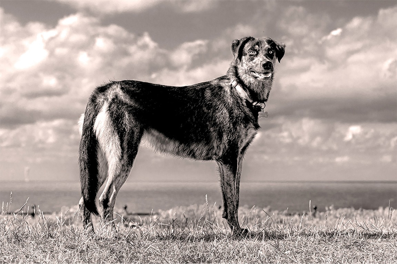 dog standing proud