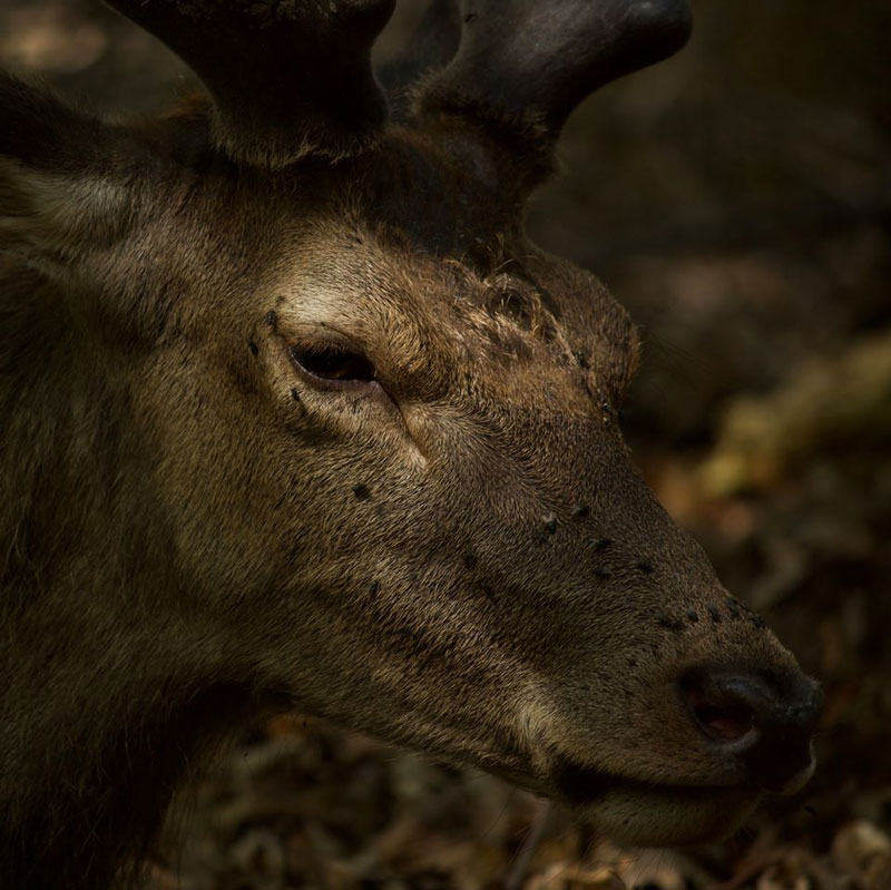 deer-close-up-richmond-park
