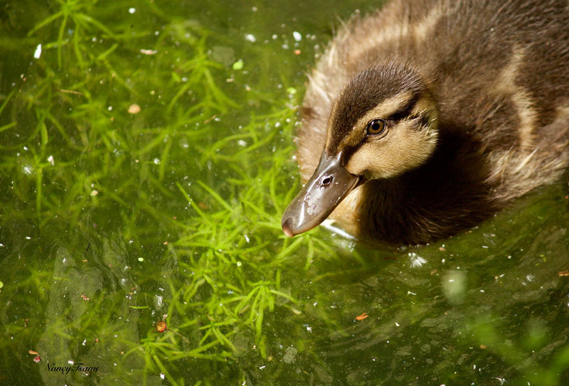 Duck in pond by Nancy Tsami