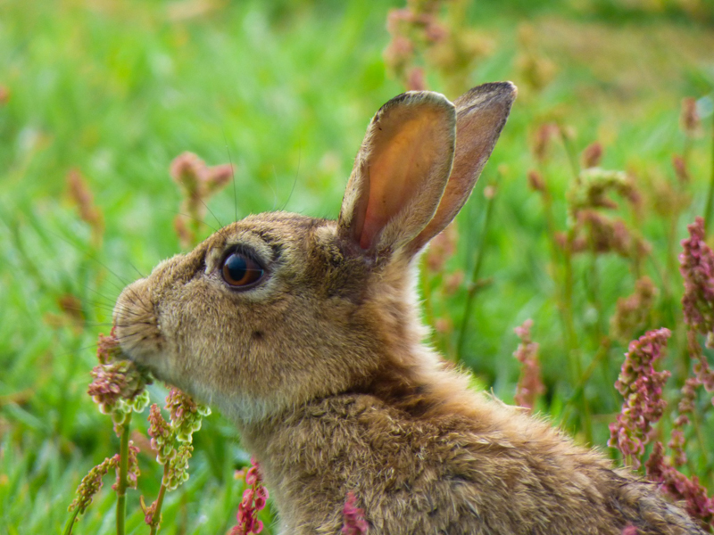 Rabbit in the meadows 