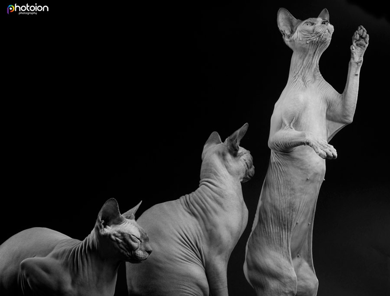 Sphynx cats playing