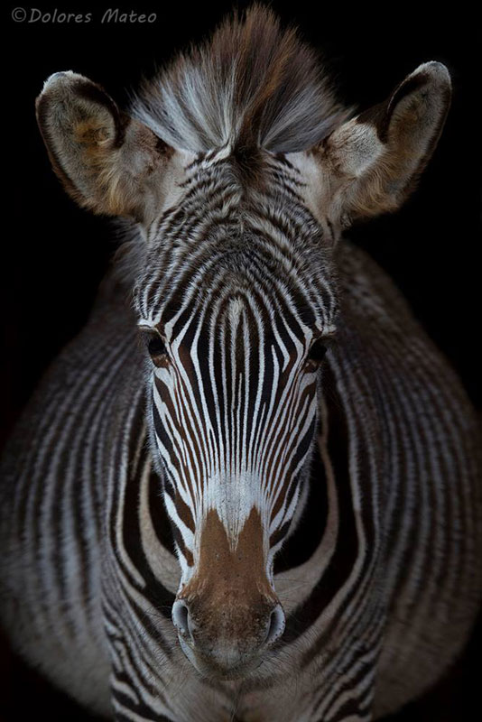 Zebra image by Photoion student Dolores Mateo