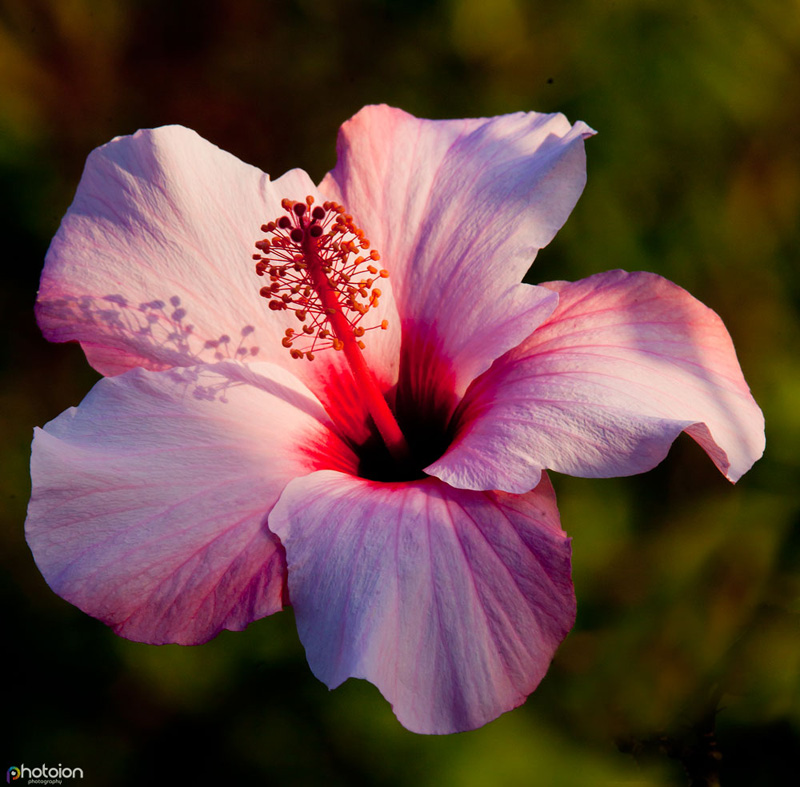 heatwave photography