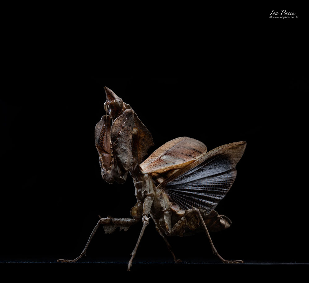 parablepharis-kuhlii-praying-mantis-3