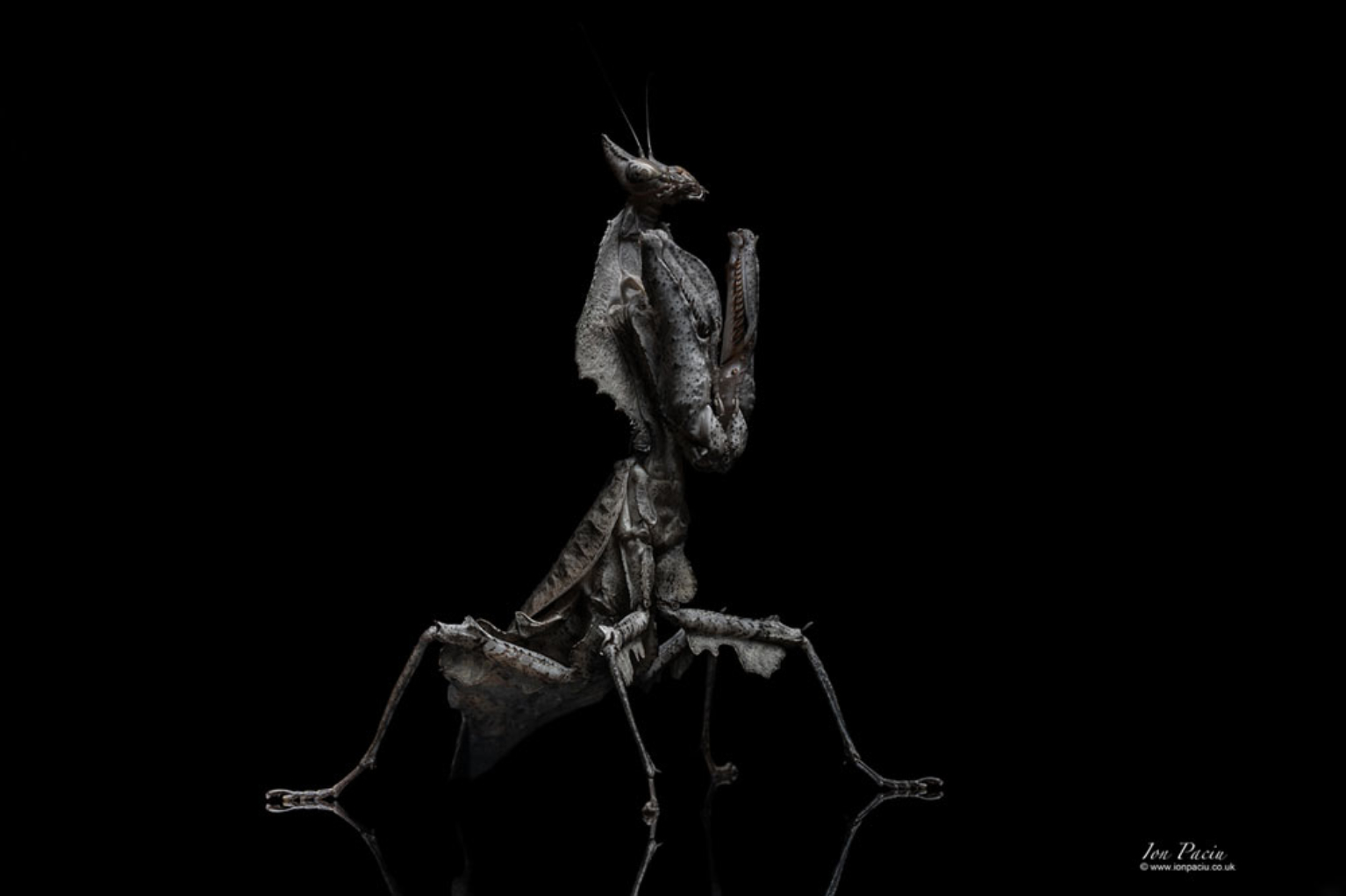 parablepharis-kuhlii-praying-mantis