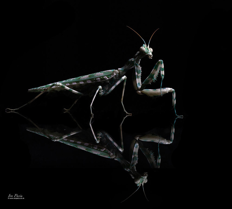 thistle-mantis-blepharopsis-mendica