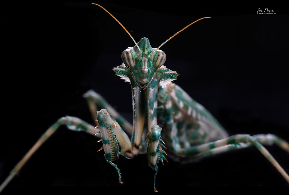 thistle-mantis-blepharopsis-mendica-2