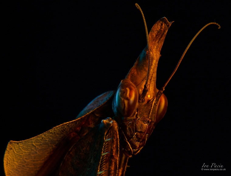 violins-gongylus-hongylodes-mantis