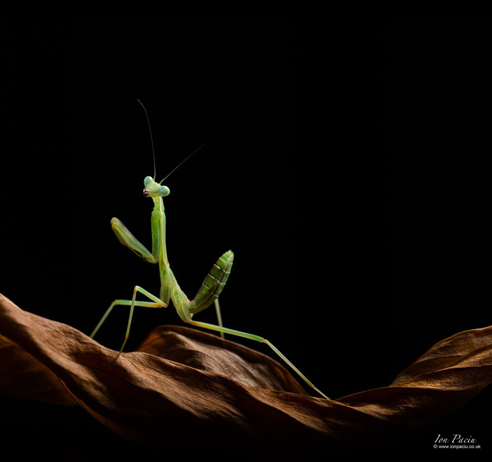 Zebra - Omomantis Zebrata Mantis