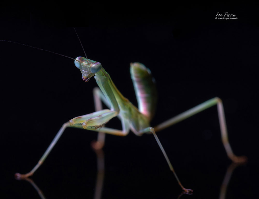 zebra-praying-mantis